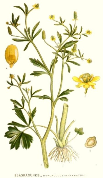 Tiggarsoleie (Ranunculus sceleratus). (Foto: Illustrasjon: C.A.M. Lindman (1856–1928), Nordens Flora.) Tiggarsoleie (Ranunculus sceleratus). (Foto: Illustrasjon: C.A.M. Lindman (1856–1928), Nordens Flora.)