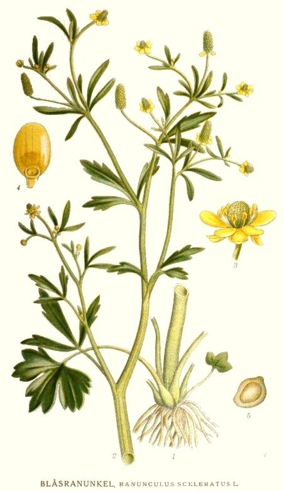 Tiggarsoleie (Ranunculus sceleratus). (Foto: Illustrasjon: C.A.M. Lindman (1856–1928), Nordens Flora.)