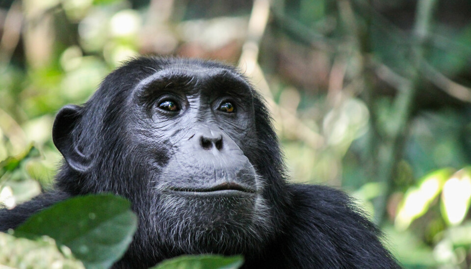 Hovedtrusselen mot sjimpansene er tap av habitat. (Foto: Robin Nieuwenkamp / Shutterstock / NTB scanpix)