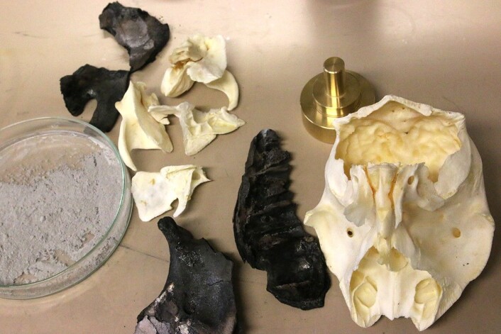 Et kalvehode er en viktig ingrediens når du skal bestemme innholdet av edelt metall. (Foto: Idun Haugan, NTNU) Et kalvehode er en viktig ingrediens når du skal bestemme innholdet av edelt metall. (Foto: Idun Haugan, NTNU)