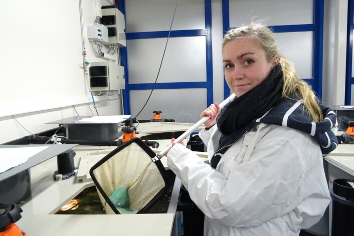 Masterstudent ved Universitet i Bergen, Malene Waage Skår, jobber med rognkjeksanestesi. (Foto: Gyri Teien Haugland) Masterstudent ved Universitet i Bergen, Malene Waage Skår, jobber med rognkjeksanestesi. (Foto: Gyri Teien Haugland)