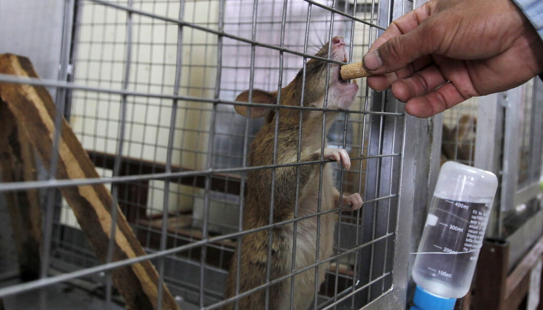 Forskerne bak studien påpeker at effekten de så hos rottene ligner på mekanismene som ligger bak utviklingen av flere sykdommer som henger sammen med overvekt hos mennesker. (Foto: Reuters, NTB Scanpix) Forskerne bak studien påpeker at effekten de så hos rottene ligner på mekanismene som ligger bak utviklingen av flere sykdommer som henger sammen med overvekt hos mennesker. (Foto: Reuters, NTB Scanpix)