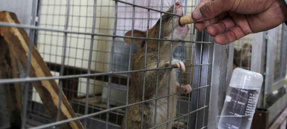 Forskerne bak studien påpeker at effekten de så hos rottene ligner på mekanismene som ligger bak utviklingen av flere sykdommer som henger sammen med overvekt hos mennesker. (Foto: Reuters, NTB Scanpix)