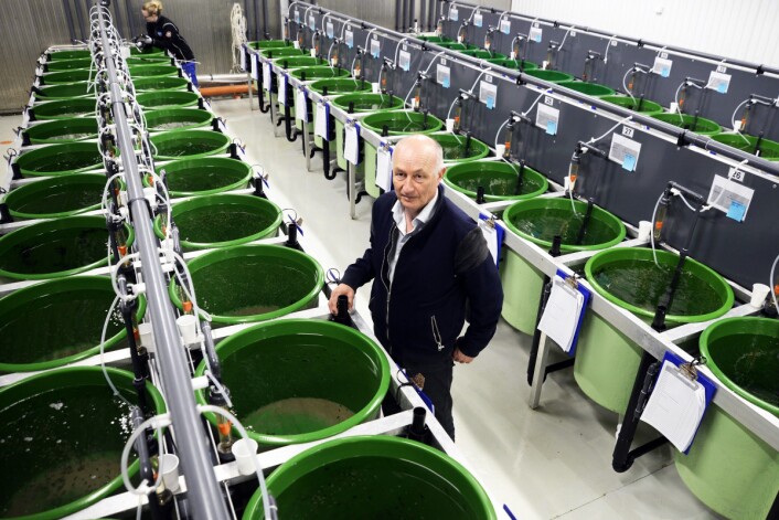I dette anlegget på Kraknes utenfor Tromsø avler forskere på den vesle fisken for å gjøre den mer og mer sugen på lakselus. Atle Mortensen leder forskningsprosjektet for å finne de flinkeste lusespiserne. (Foto: Rune Stoltz Bertinussen, Krysspress) I dette anlegget på Kraknes utenfor Tromsø avler forskere på den vesle fisken for å gjøre den mer og mer sugen på lakselus. Atle Mortensen leder forskningsprosjektet for å finne de flinkeste lusespiserne. (Foto: Rune Stoltz Bertinussen, Krysspress)