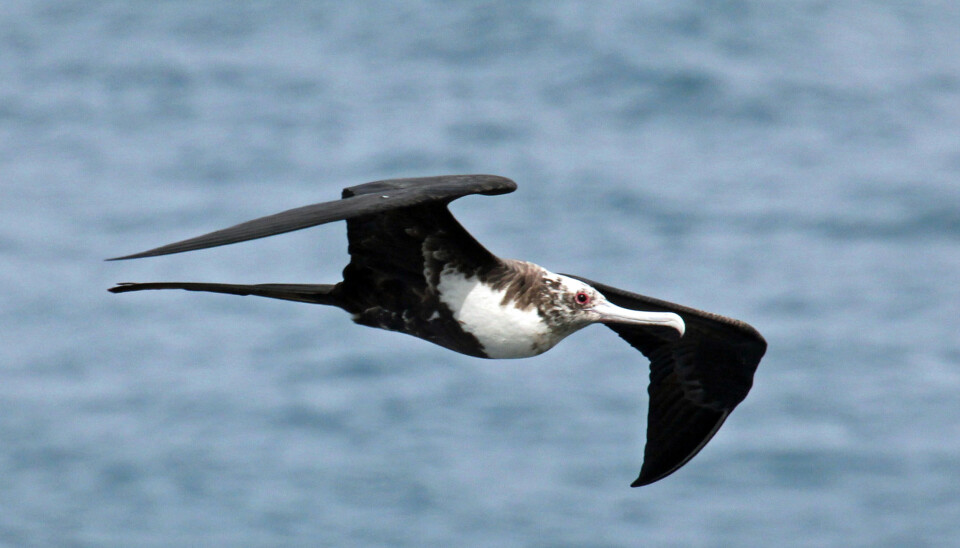 Når fregattfuglen er i lufta i ukevis av gangen, må den duppe av underveis. (Foto: Dick Daniels/Wikimedia Commons)