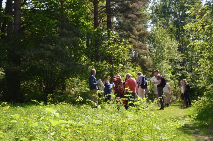 I denne glenna ved Bøkilen fins fortsatt kulturplanter og beitevekster. Det er planter som trenger nyttebruk som tråkk og beiting for å vokse og fornyes. Tidligere var dette beitemark. (Foto: Kjersti Kildahl, NIBIO) I denne glenna ved Bøkilen fins fortsatt kulturplanter og beitevekster. Det er planter som trenger nyttebruk som tråkk og beiting for å vokse og fornyes. Tidligere var dette beitemark. (Foto: Kjersti Kildahl, NIBIO)