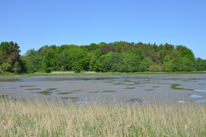 Fra Bøkilen i Hafalen. Yngre løvskog har vokst fram etter at arealet opphørte som beite. Naturen er i ferd med å ta kulturmarka tilbake. I forgrunnen vokser takrør. (Foto: (Kjersti Kildahl, NIBIO)) Fra Bøkilen i Hafalen. Yngre løvskog har vokst fram etter at arealet opphørte som beite. Naturen er i ferd med å ta kulturmarka tilbake. I forgrunnen vokser takrør. (Foto: (Kjersti Kildahl, NIBIO))