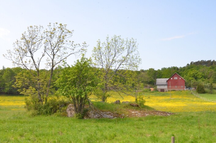I områder klassifisert som fulldyrka jord, skal åkerholmer tegnes inn når de er større enn 0,2 dekar. Holmen på bildet var under grensen og skulle ikke vært gjengitt i kartet. Feil kan skje, og befaring er nyttig, men akkurat denne kunne vært korrigert fra skrivebordet via flyfoto og kartverktøy. (Foto: Kjersti Kildahl, NIBIO) I områder klassifisert som fulldyrka jord, skal åkerholmer tegnes inn når de er større enn 0,2 dekar. Holmen på bildet var under grensen og skulle ikke vært gjengitt i kartet. Feil kan skje, og befaring er nyttig, men akkurat denne kunne vært korrigert fra skrivebordet via flyfoto og kartverktøy. (Foto: Kjersti Kildahl, NIBIO)