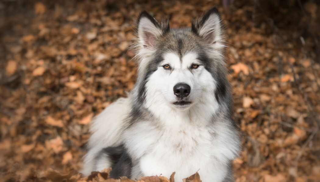 Flere ulvehybrider kan føre til at valpene ender opp med trekk som gjør dem uegnet for å leve ute i naturen. (Foto: Nicole Hollenstein, Shutterstock, NTB scanpix) Flere ulvehybrider kan føre til at valpene ender opp med trekk som gjør dem uegnet for å leve ute i naturen. (Foto: Nicole Hollenstein, Shutterstock, NTB scanpix)