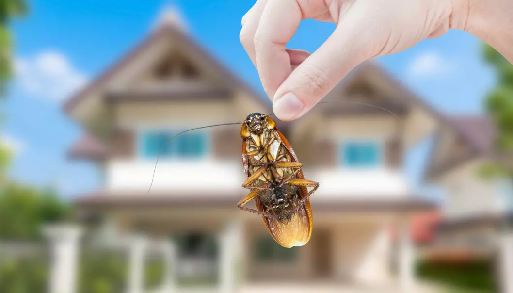 Den nye studien avdekket at et hjem i gjennomsnitt huser rundt hundre ulike insektsarter. Forskerne skriver at de fleste av disse ikke var skadedyr, og helt ufarlige. (Foto: Rawin Tanpin / Shutterstock / NTB scanpix)