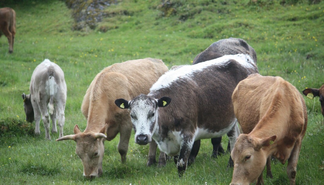 Egnede beitearealer en av de viktigste forutsetningene for god drift. (Foto: Grete Jørgensen) Egnede beitearealer en av de viktigste forutsetningene for god drift. (Foto: Grete Jørgensen)