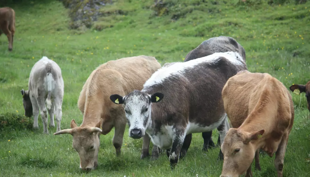 Økt kjøttproduksjon med flere dyr i nord