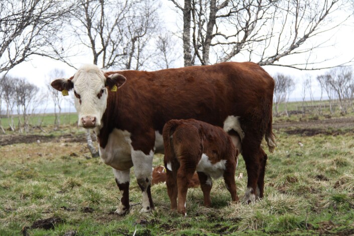 alven til ammekua får die mora gjennom hele den første beitesesongen. (Foto: Oddvar Langset) alven til ammekua får die mora gjennom hele den første beitesesongen. (Foto: Oddvar Langset)