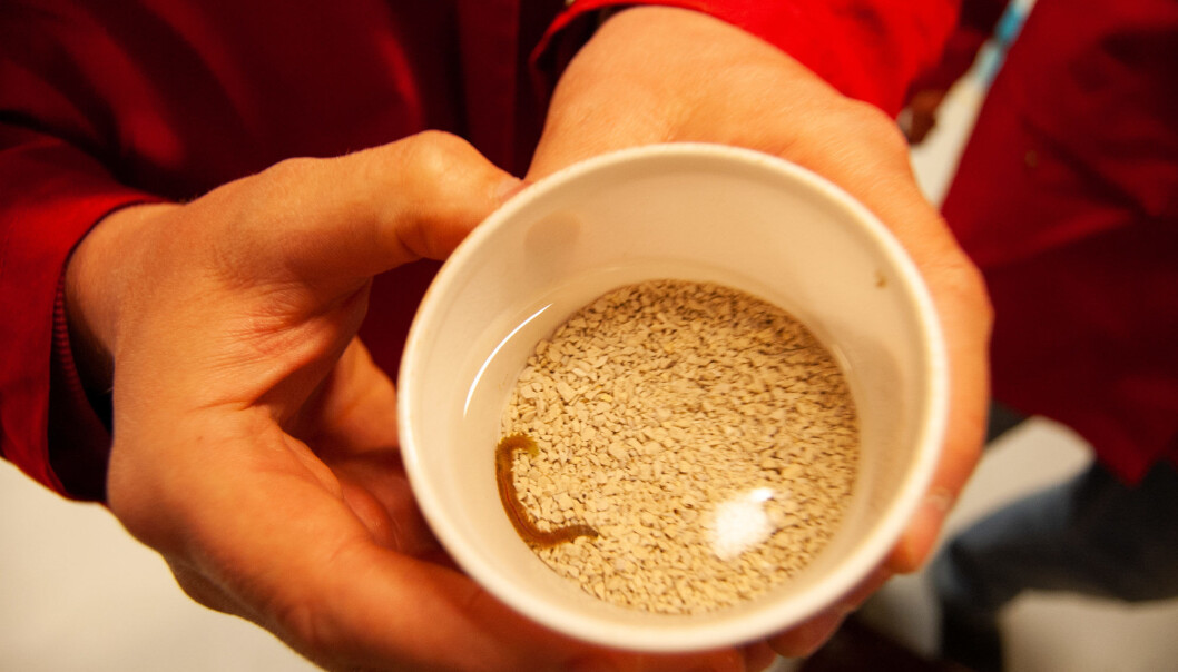 Børstemark spiser gjerne slammet fra fiskeoppdrett. Dermed blir de proppfulle av viktige fettsyrer, noe som gjør dem godt egnet som fiskemat. (Foto: Håvard Egge) Børstemark spiser gjerne slammet fra fiskeoppdrett. Dermed blir de proppfulle av viktige fettsyrer, noe som gjør dem godt egnet som fiskemat. (Foto: Håvard Egge)