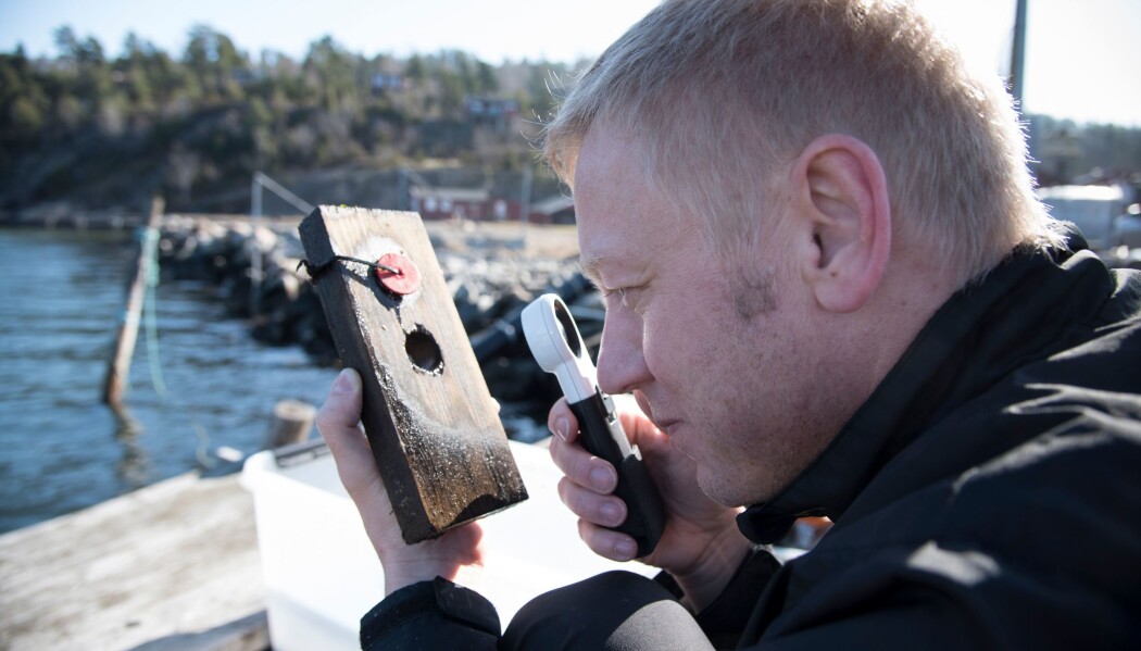 Havmiljøet kan slite på tre. Derfor vil forskerne finne ut hvordan de kan beskytte det mot de ugjestmilde forholdene. Her studerer NIBIO-forsker Andreas Treu nedbrytningen av en plankebit som har ligget i vann. (Foto: Lars Sandved Dalen, NIBIO). Havmiljøet kan slite på tre. Derfor vil forskerne finne ut hvordan de kan beskytte det mot de ugjestmilde forholdene. Her studerer NIBIO-forsker Andreas Treu nedbrytningen av en plankebit som har ligget i vann. (Foto: Lars Sandved Dalen, NIBIO).