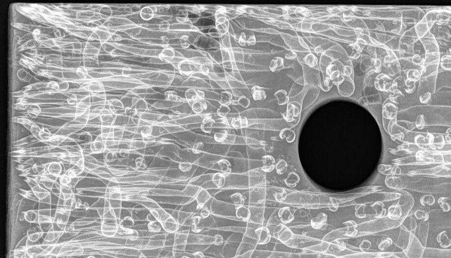 Her ser vi et røntgenbilde av pælemarkens herjinger. Små kryp, slik som pælemark og pælelus, kan spise seg inn i treverket og ødelegge det fullstendig. Pælemarkens tuneller er usynlige på utsiden av trematerialet, og bare et lite hull i overflaten avslører dem. Røntgenstrålene avslører imidlertid omfanget av pælemarkens ødeleggende tuneller. (Foto: Andreas Treu, NIBIO).