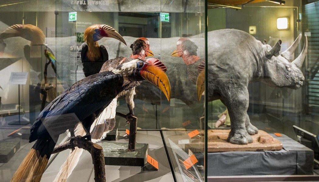 Artsmangfoldet trues av endret arealbruk, jakt og fiske. BIOSCAN er et samarbeid mellom 31 land som skal gi oss en bedre oversikt over livet på planeten vår. (Foto: Trond Sverre Kristiansen, NTNU Vitenskapsmuseet) Artsmangfoldet trues av endret arealbruk, jakt og fiske. BIOSCAN er et samarbeid mellom 31 land som skal gi oss en bedre oversikt over livet på planeten vår. (Foto: Trond Sverre Kristiansen, NTNU Vitenskapsmuseet)