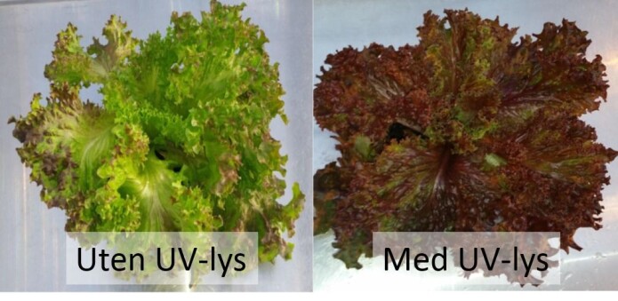 Salateksperiment med UV-lys. Foto: Dinalva Almeira De Oliveira Salateksperiment med UV-lys. Foto: Dinalva Almeira De Oliveira
