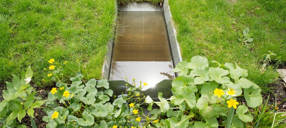 I denne dammen fylles regnvann opp og kan brukes til vanning i tørrere vær. (Foto: Håkon Sparre)