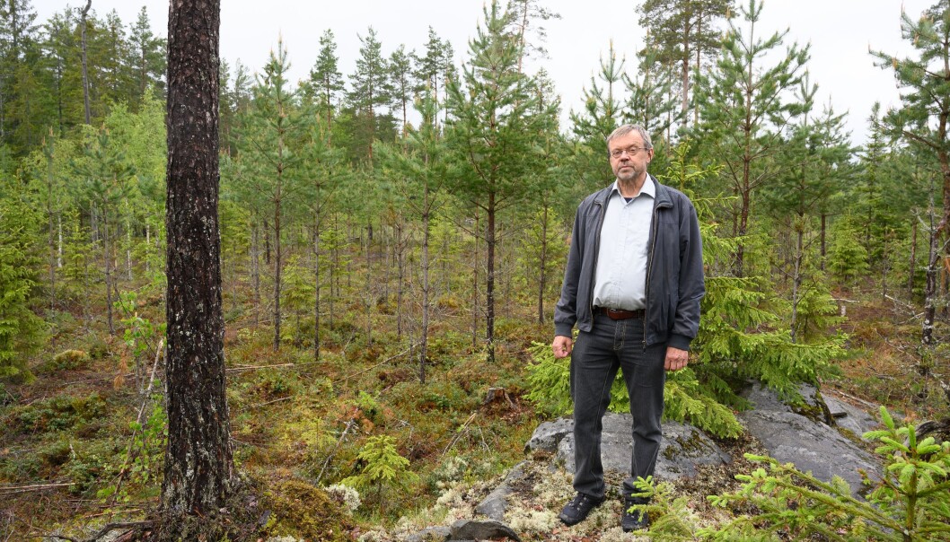 I følge seniorforsker Bjørn Økland er det urovekkende at det fortsatt importeres store volum av ulovlige trevarer som kan bringe med seg arter som gjør skade på skogen til Norge. (Foto. Erling Fløistad). I følge seniorforsker Bjørn Økland er det urovekkende at det fortsatt importeres store volum av ulovlige trevarer som kan bringe med seg arter som gjør skade på skogen til Norge. (Foto. Erling Fløistad).