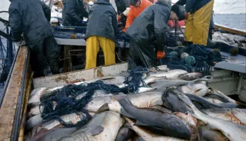 Norsk torsk har plast i magen