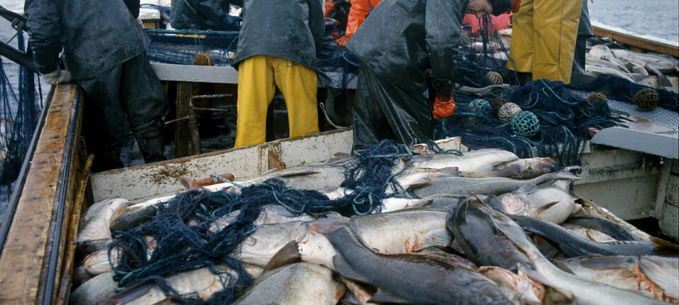 – Torsk var i 2015 den viktigste økonomiske fiskeart i Norge, og spiller dessuten en sentral rolle i økosystemet i Barentshavet og langs norske kysten. Nå er det for første gang funnet plast i norske torskemager. Her fra lofotfiske, med fiskebåt full av torsk. (Foto Svein Hammerstad, NTB scanpix)