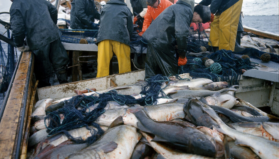 – Torsk var i 2015 den viktigste økonomiske fiskeart i Norge, og spiller dessuten en sentral rolle i økosystemet i Barentshavet og langs norske kysten. Nå er det for første gang funnet plast i norske torskemager. Her fra lofotfiske, med fiskebåt full av torsk. (Foto Svein Hammerstad, NTB scanpix)