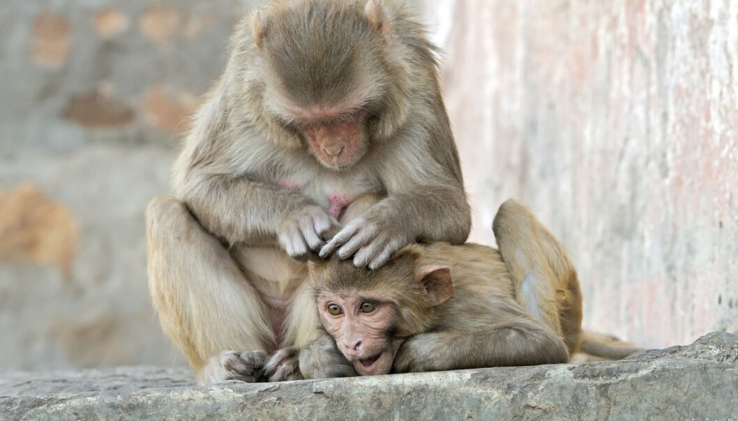Rhesusaper (macaca mulatta) er svært like mennesker, og vaksiner som fungerer for dem har gode sjanser for å fungere for oss. (Foto: Science Photo Library / NTB Scanpix) Rhesusaper (macaca mulatta) er svært like mennesker, og vaksiner som fungerer for dem har gode sjanser for å fungere for oss. (Foto: Science Photo Library / NTB Scanpix)