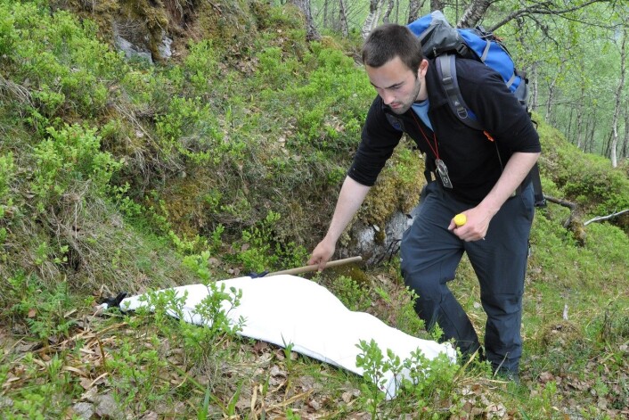 Flagging etter flått. I løpet av prosjeketet ble det flagget på 12 faste områder, fordelt på 30 steder i Sogn og Fjordane og i Møre og Romsdal. Forskerne talte 23 298 flått ved hjelp av flagging. (Foto: Atle Mysterud) Flagging etter flått. I løpet av prosjeketet ble det flagget på 12 faste områder, fordelt på 30 steder i Sogn og Fjordane og i Møre og Romsdal. Forskerne talte 23 298 flått ved hjelp av flagging. (Foto: Atle Mysterud)