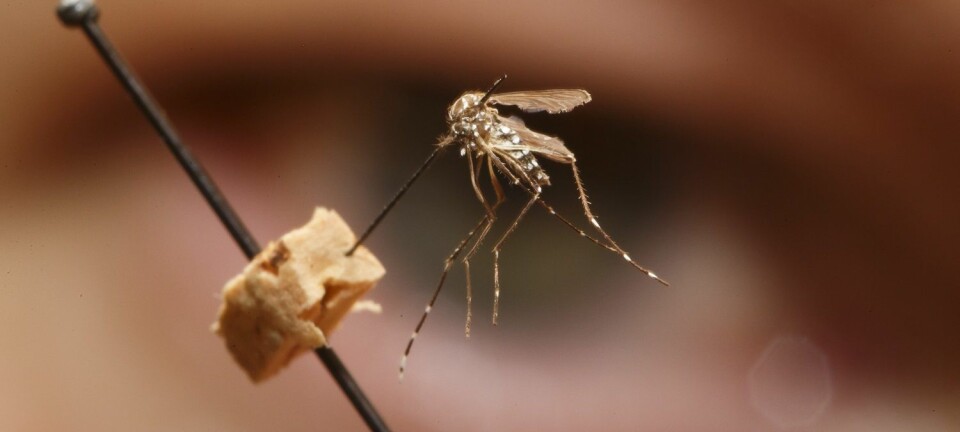 Insektsforsker og konservator Geir Søli studerer en gulfebermygg av arten Aedes aegypti på Naturhistorisk museum i Oslo. Det er denne typen mygg som sprer zikaviruset. De siste månedene er minst en million smittet bare i Brasil, og viruset sprer seg til stadig flere land.  (Foto: Heiko Junge / NTB scanpix)