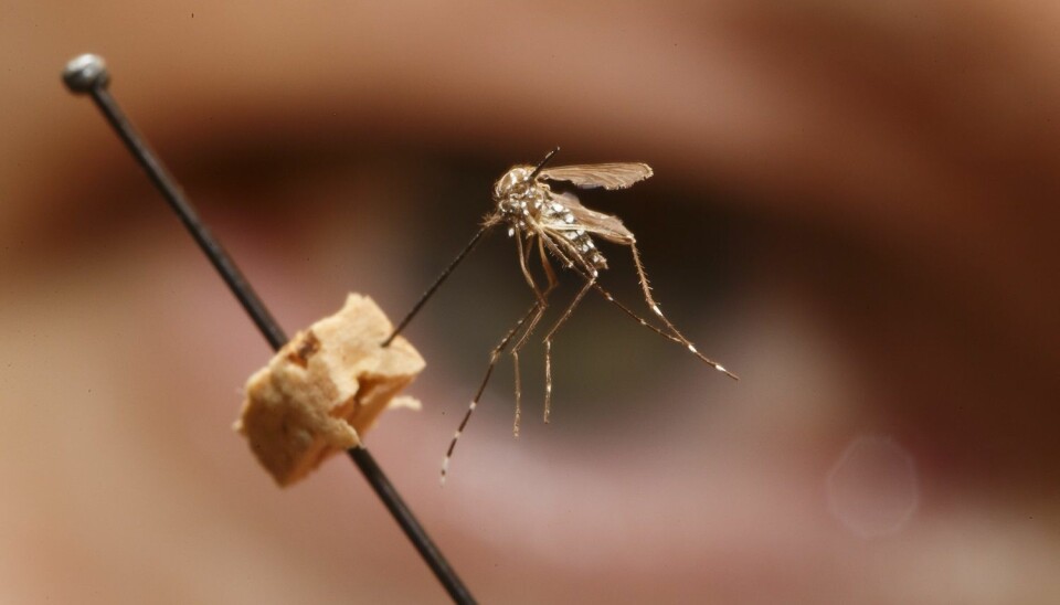 Insektsforsker og konservator Geir Søli studerer en gulfebermygg av arten Aedes aegypti på Naturhistorisk museum i Oslo. Det er denne typen mygg som sprer zikaviruset. De siste månedene er minst en million smittet bare i Brasil, og viruset sprer seg til stadig flere land.  (Foto: Heiko Junge / NTB scanpix)