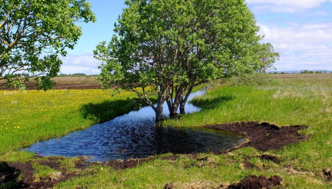 Blokkering av kanal på Smøla. (Foto: Simon Weldon) Blokkering av kanal på Smøla. (Foto: Simon Weldon)