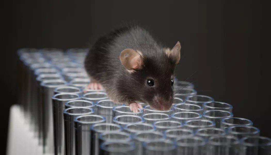 Dette er bare en illustrasjon på musestudier, men det er usikkert hvor mange forskere som ville latt mus gå fritt på reagensglassene sine. (Bilde: Janson George / Shutterstock / NTB scanpix)
