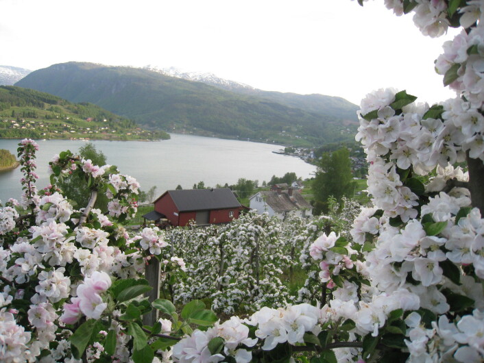 Ullensvang og Ulvik kalles ikke Norges frukthage for ingenting. Her er det full blomst hos Ulvik frukt & cideri. (Foto: Asbjørn Børsheim) Ullensvang og Ulvik kalles ikke Norges frukthage for ingenting. Her er det full blomst hos Ulvik frukt & cideri. (Foto: Asbjørn Børsheim)