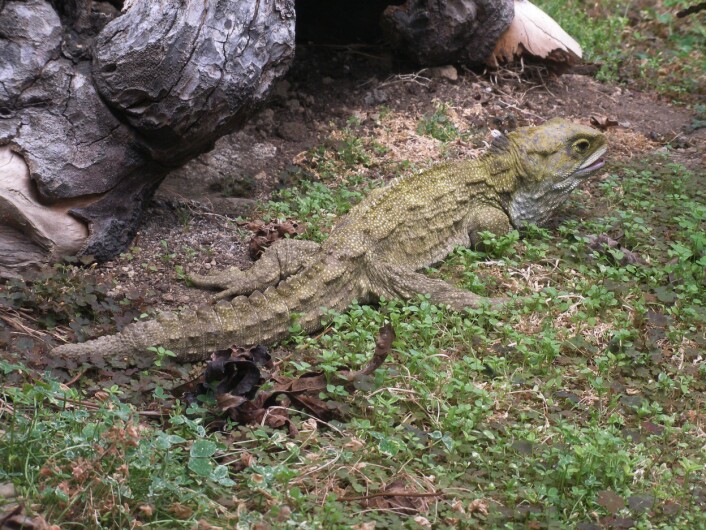 Broøgle er en av de unike artene som nå kan overleve på øyene hvor New Zealand har utryddet rotter. (Foto: Wikimedia) Broøgle er en av de unike artene som nå kan overleve på øyene hvor New Zealand har utryddet rotter. (Foto: Wikimedia)