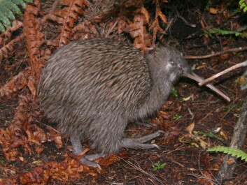 Brunkiwifuglen er en av de typiske fuglene på New Zealand som er truet. (Foto: (Foto. Glen Fergus/Wikimedia)) Brunkiwifuglen er en av de typiske fuglene på New Zealand som er truet. (Foto: (Foto. Glen Fergus/Wikimedia))