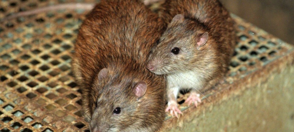 Rotter er blant dyrene som regjeringen på New Zealand nå går inn for å utrydde helt.  (Foto: Linda Kastrup/Scanpix)