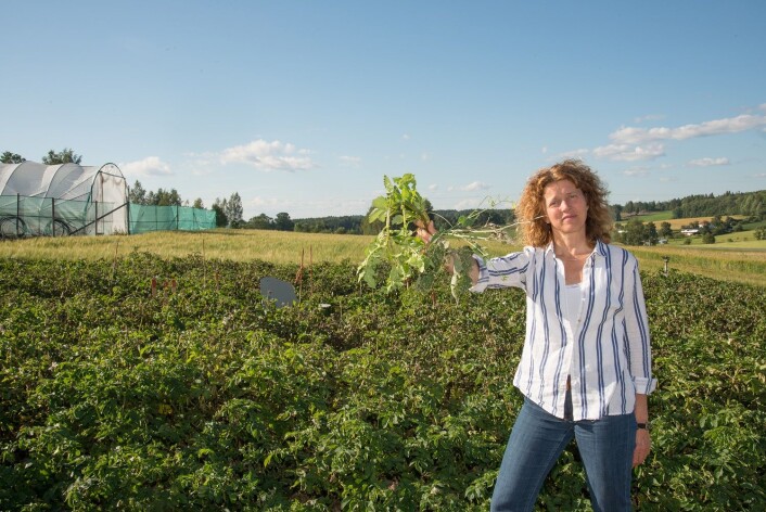 Ingeborg Klingen er opptatt av å få et kontinuerlig overvåkingsprogram for å kartlegge resistens. Her med en «bukett» jordbær, potet og raps, den siste med skade av kålmøll. (Foto: Erling Fløistad, NIBIO) Ingeborg Klingen er opptatt av å få et kontinuerlig overvåkingsprogram for å kartlegge resistens. Her med en «bukett» jordbær, potet og raps, den siste med skade av kålmøll. (Foto: Erling Fløistad, NIBIO)