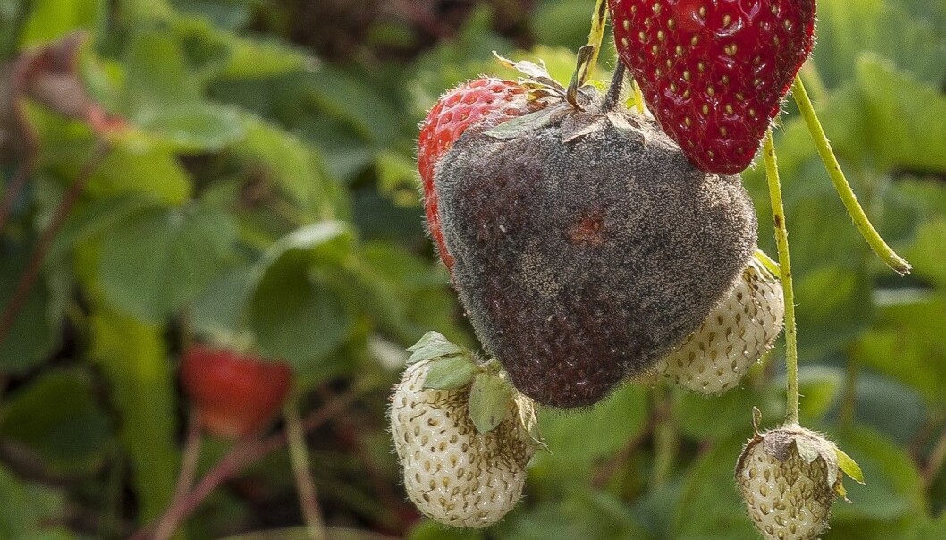 Gråskimmelsopp på jordbær. (Foto: Erling Fløistad, NIBIO) Gråskimmelsopp på jordbær. (Foto: Erling Fløistad, NIBIO)