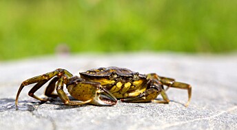 Monsterparasitt tar over krabbens kropp og vilje