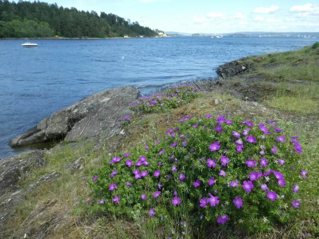 Åpen, grunnlendt kalkmark rundt Oslo huser et biologisk mangfold som fortjener å feires. Foto: Siri Lie Olsen.