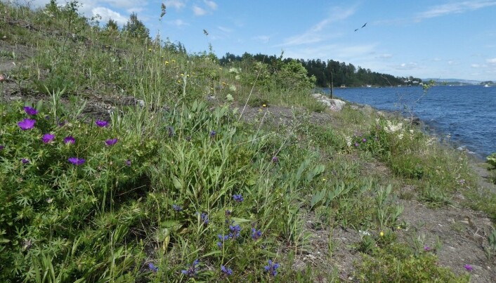 Åpen, grunnlendt kalkmark er en svært artsrik naturtype. Hvor mange arter ser du på bildet? Hint: et tosifret antall! Foto: Siri Lie Olsen. Åpen, grunnlendt kalkmark er en svært artsrik naturtype. Hvor mange arter ser du på bildet? Hint: et tosifret antall! Foto: Siri Lie Olsen.