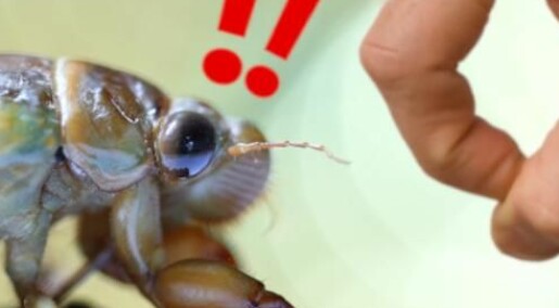 Spør en forsker: Hvordan kan insekter overleve et knips?