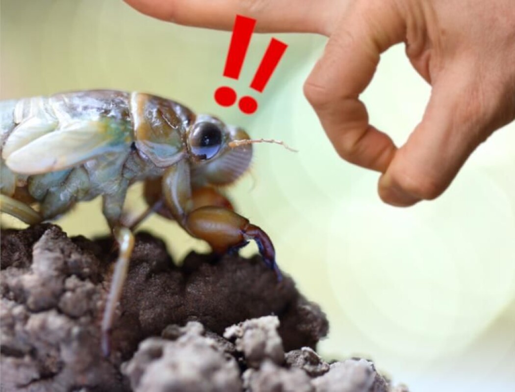 En leser vil gjerne vite hvorfor insekter kan klare å sveve flere hundre ganger sin egen kroppslengde uten å komme til skade. (Illustrasjon: AgriTech / Shutterstock / NTB scanpix / videnskab.dk) En leser vil gjerne vite hvorfor insekter kan klare å sveve flere hundre ganger sin egen kroppslengde uten å komme til skade. (Illustrasjon: AgriTech / Shutterstock / NTB scanpix / videnskab.dk)
