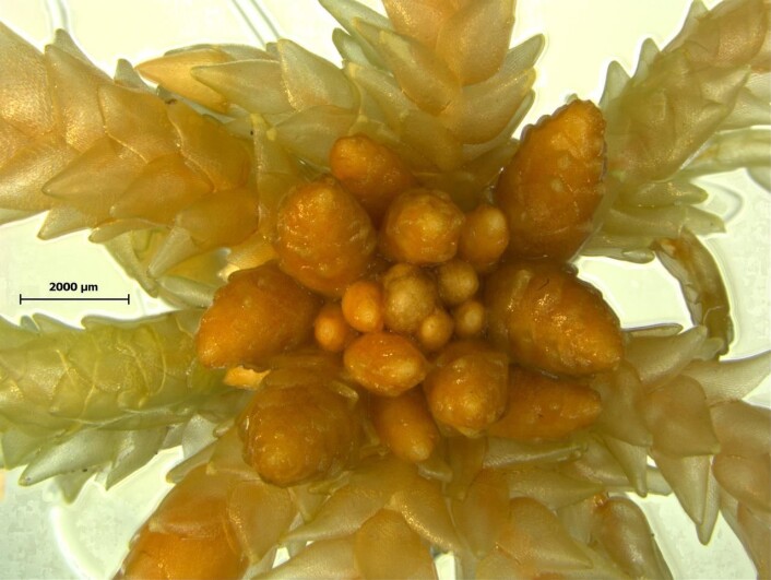 Sumptorvmose Sphagnum palustre L. (Foto: NTNU Vitenskapsmuseet, Kjell Ivar Flatberg) Sumptorvmose Sphagnum palustre L. (Foto: NTNU Vitenskapsmuseet, Kjell Ivar Flatberg)