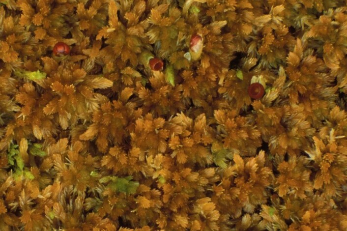 Du kan med fordel lære deg å kjenne igjen Rusttorvmose Sphagnum fuscum – moltemyras torvmose nummer én, og en god indikator på hvor man kan finne molte. (Foto: Kjell Ivar Flatberg, NTNU) Du kan med fordel lære deg å kjenne igjen Rusttorvmose Sphagnum fuscum – moltemyras torvmose nummer én, og en god indikator på hvor man kan finne molte. (Foto: Kjell Ivar Flatberg, NTNU)