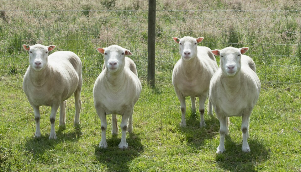 Disse fire sauene er kloner, og de er laget med samme arvematerialet som Dolly ble klonet fra. Dolly ble født i 1996, mens disse fire ble født i 2007. (Foto: The University of Nottingham)