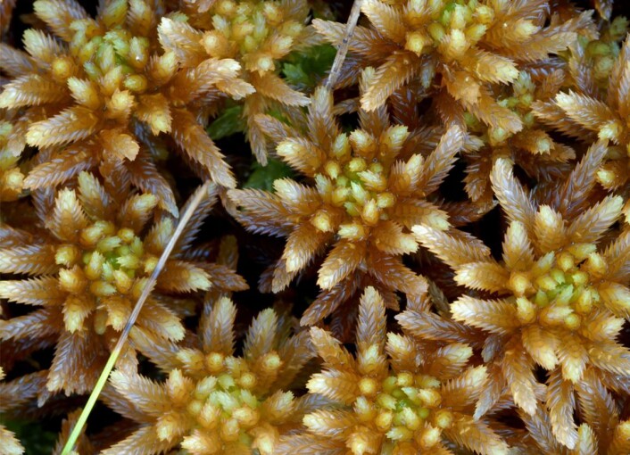 Fagertorvmose Sphagnum pulchrum er en av de mest tydelig symmetrisk bygde torvmosene. Legg merke til de sirlig rekkestilte bladene som dekker greinene. (Foto: Kjell Ivar Flatberg, NTNU Vitenskapsmuseet) Fagertorvmose Sphagnum pulchrum er en av de mest tydelig symmetrisk bygde torvmosene. Legg merke til de sirlig rekkestilte bladene som dekker greinene. (Foto: Kjell Ivar Flatberg, NTNU Vitenskapsmuseet)