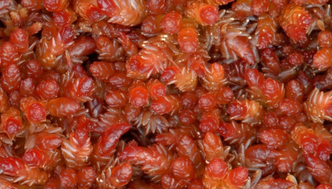 Her har vi kjøtt-torvmosen, med det latinske navnet Sphagnum (Sphagnum) magellanicum. (Foto: Kjell Ivar Flatberg) Her har vi kjøtt-torvmosen, med det latinske navnet Sphagnum (Sphagnum) magellanicum. (Foto: Kjell Ivar Flatberg)