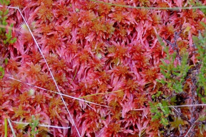 Fukttorvmose Sphagnum skyense er en av de syv beskrevne artene som enda ikke er funnet i Norge. Med en forkjærlighet for fuktig kysthei kan den tenkes å vokse på Sørvestlandet. (Foto: NTNU Vitenskapsmuseet, Tommy Prestø) Fukttorvmose Sphagnum skyense er en av de syv beskrevne artene som enda ikke er funnet i Norge. Med en forkjærlighet for fuktig kysthei kan den tenkes å vokse på Sørvestlandet. (Foto: NTNU Vitenskapsmuseet, Tommy Prestø)